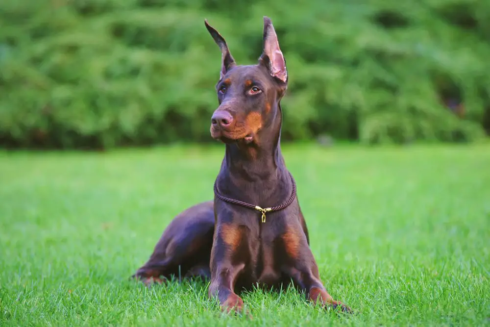 how to crop doberman ears at home
