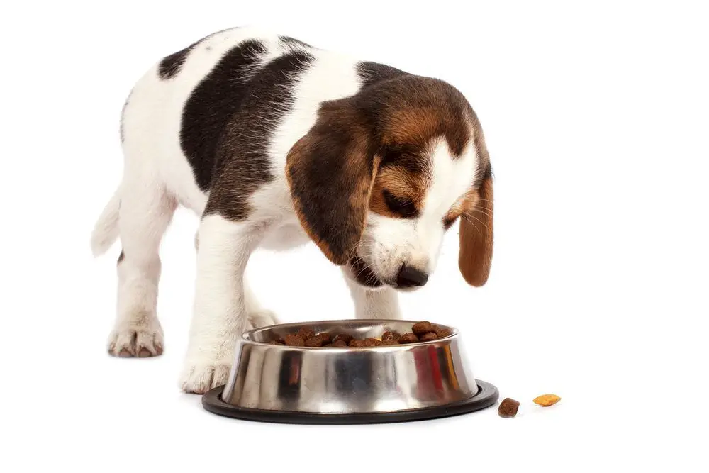 Beagle puppy dog that eating