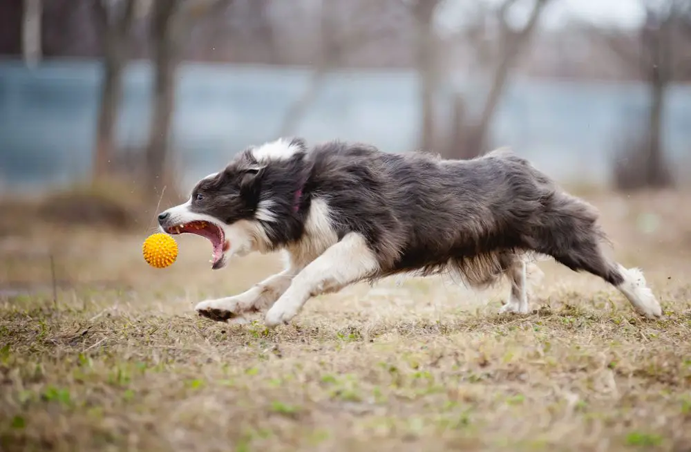 Border Collie dog playing with a toy ball