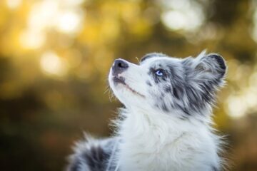 The Different Border Collie Eye Problems to Watch Out For