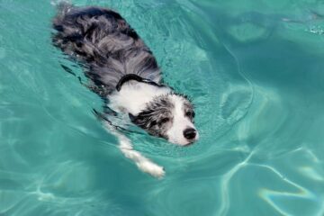 Can Border Collies Swim? The Answers You Need to Know!