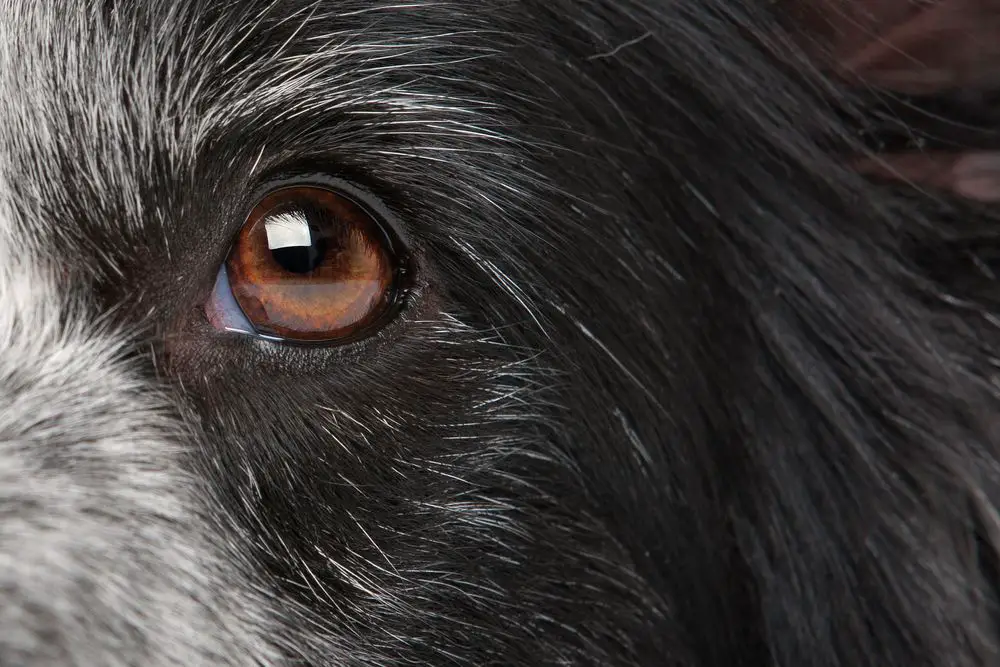 close-up eye from a border collie