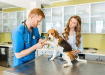 6 Common Health Problems in Beagles and How to Address Them