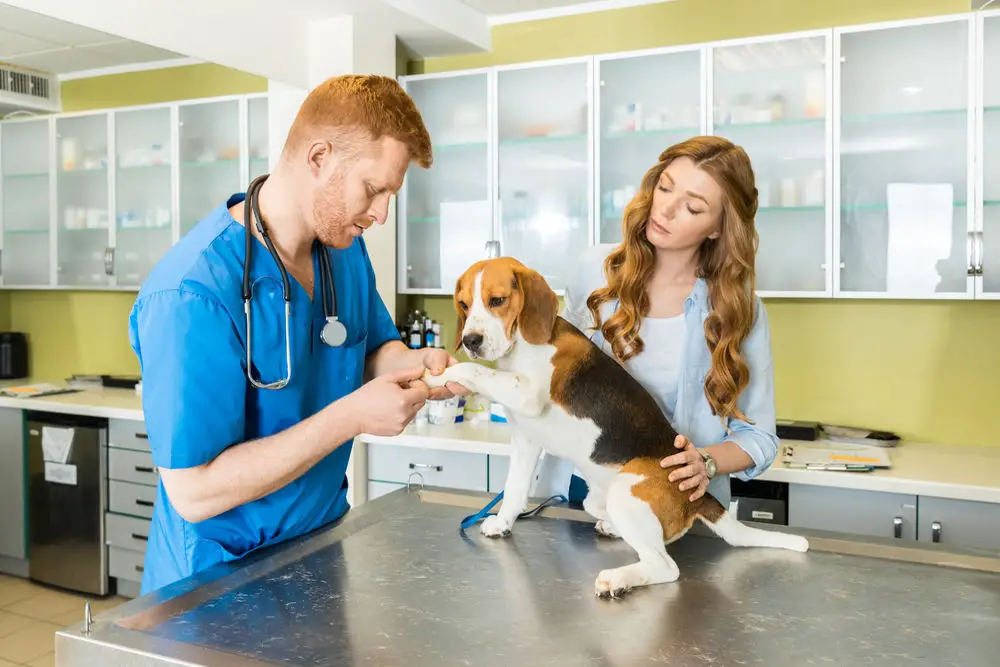 Common Health Problems In Beagles