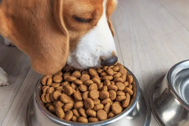 How Much Should a Beagle Eat a Day