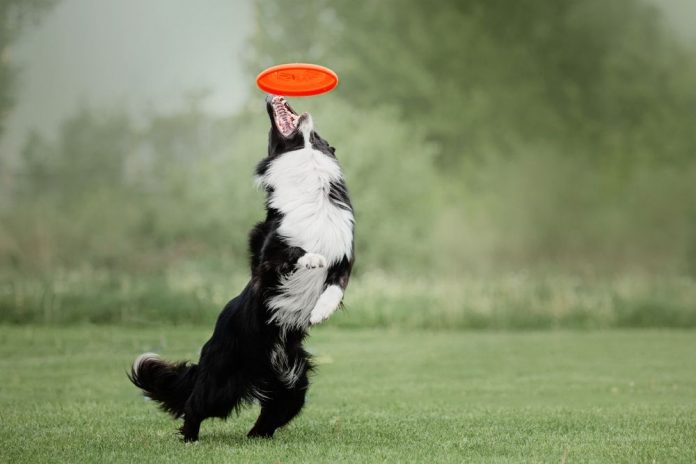 juegos mentales para border collie