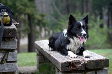 When Do Border Collies Calm Down? All About Energetic Pets