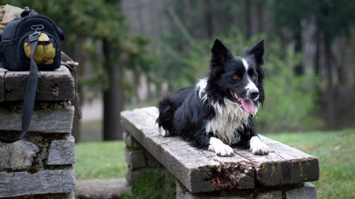 When does a border collie settle down