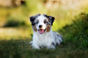 Are Mini Australian Shepherds Hypoallergenic? Straight Facts About This Dog Breed