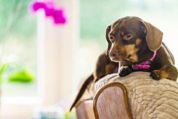 Dachshund Common Health Problems Every Potential Owner Needs to Know