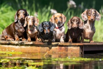 Difference Between Dachshund and Mini Dachshund – More Than What Meets the Eye