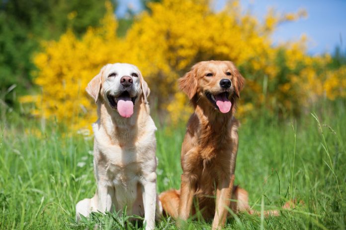 Do Golden Retrievers Shed More Than Labs? Let’s Get the Facts Straight!