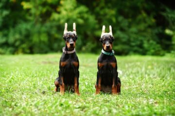 5 Common Doberman Ear Posting Problems