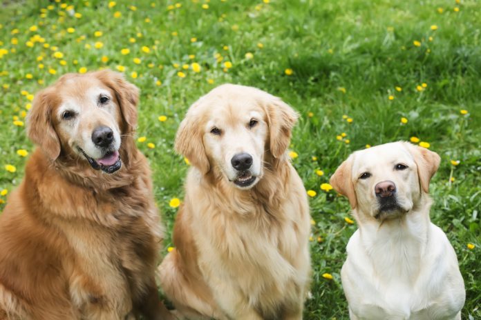 Do Golden Retrievers Shed More Than Labs? Let’s Get the Facts Straight!