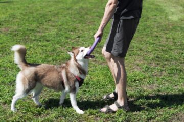 What Do Huskies Like to Play With? 6 Cool Suggestions!