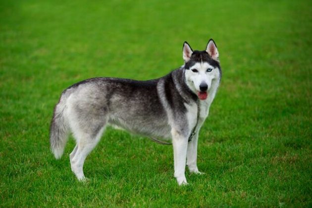 can siberian husky live in hot weather