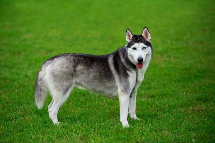 Can A Siberian Husky Live In Hot Weather All Answers Here