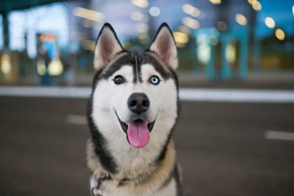 funny Husky dog with heterochromia different eyes