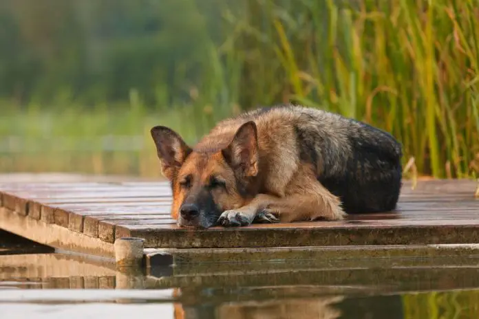 sleeping german shepherd puppy