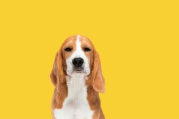 Hip Dysplasia In Beagles: Causes, Symptoms, Treatment, and More