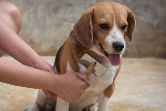 how to keep beagle from shedding