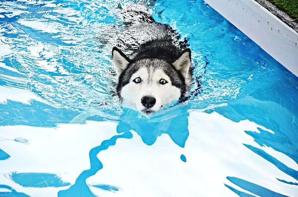 Siberian Husky swimming in the pool