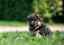 When to Start Training German Shepherd Puppy: The Basics