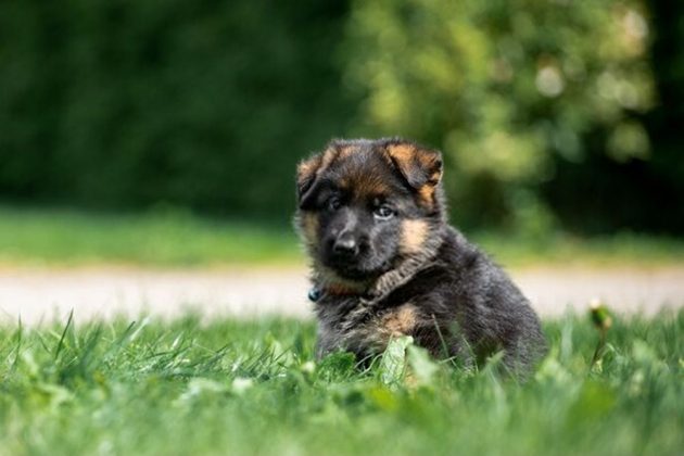 when to start training german shepherd puppy