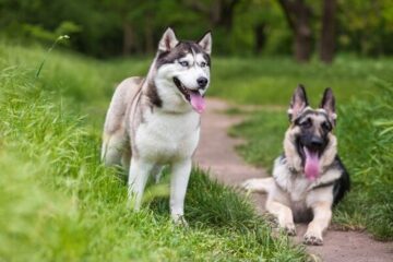 Do Huskies Shed More Than German Shepherds? The Answers You Need Here!