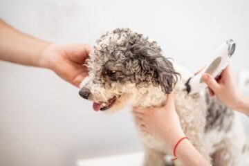 Dog Grooming 101: Do’s and Don’ts