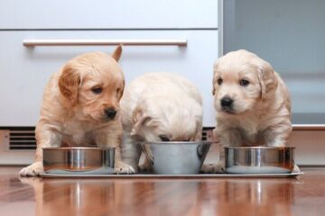 Awesome Homemade Food For a Golden Retriever Puppy