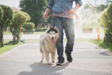 How Much Exercise Does a Siberian Husky Need? The Answers Are Surprising!