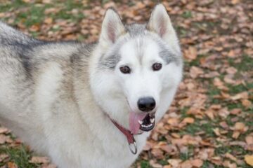 Should You Shave a Husky: The Long Debate On Husky Grooming