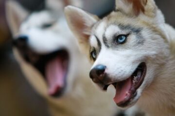 When Do Husky Puppies Lose Their Teeth? The Teething Process Explained