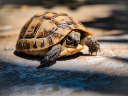 Do Eastern Box Turtles Bite? The Answers You Need