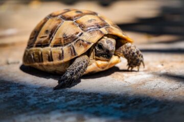 Do Eastern Box Turtles Bite? The Answers You Need