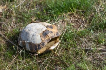 How to Get a Dead Turtle Out Of Its Shell: About Shell Preservation