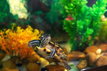 How to Get Rid of Algae In Turtle Tank: Steps You Should Follow