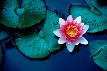 Helpful Tips on How to Plant Water Lily Bulbs In Aquarium