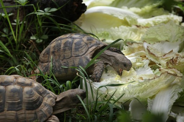 plants for russian tortoise enclosure
