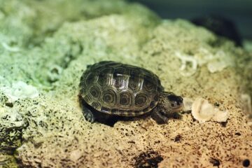 Tiny Black Bugs In Turtle Tank: What You Should Do About It