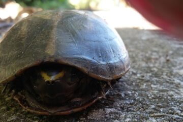 What Does It Mean When a Turtle Hisses? All About Their Hissing