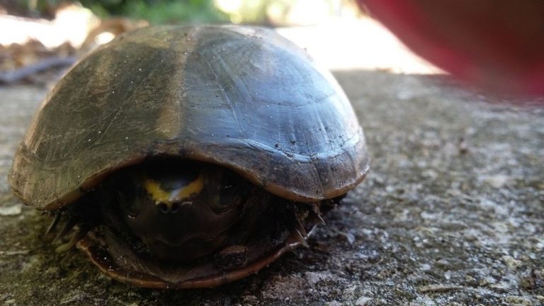 what does it mean when a turtle hisses
