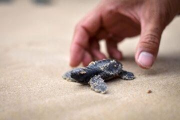 What To Do If You Find a Baby Turtle: 3 Steps You Should Follow