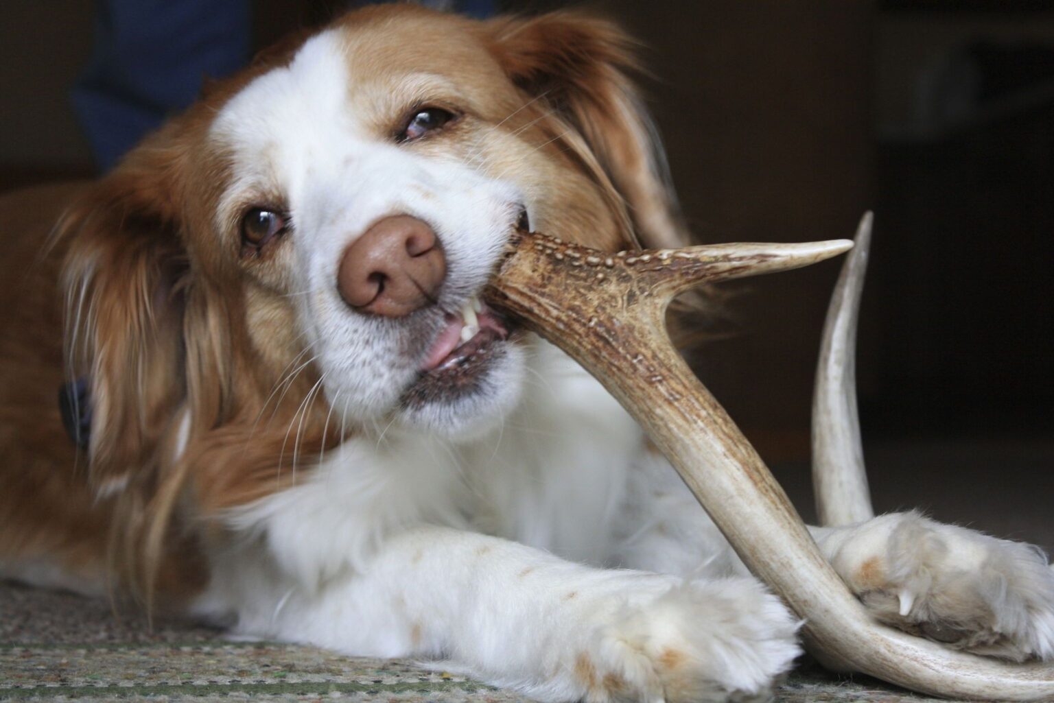 How To Sterilize Deer Antlers For Dog Chews A Quick Guide   A Cute Dog Savoring A Deer Antler 1536x1025 