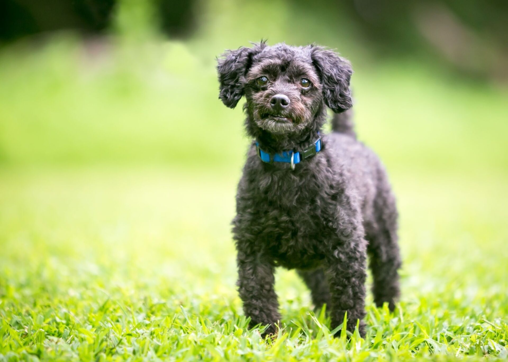 When Do Poodles Lose Their Puppy Coat? What to Know About Poodle Hair
