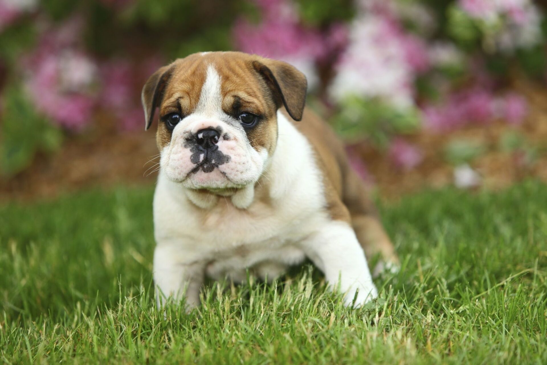 english-bulldog-back-leg-problems-and-how-to-remedy-them