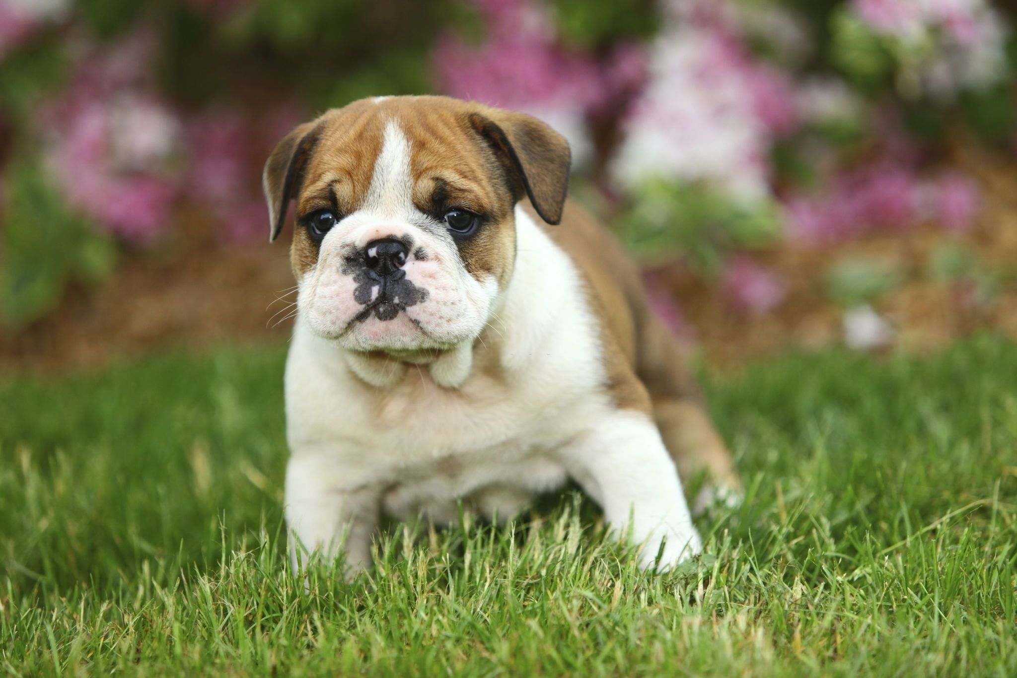 English Bulldog Back Leg Problems and How to Remedy Them