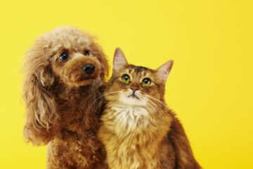 Are Poodles Good with Cats? Surprising Facts Not Everyone Knows