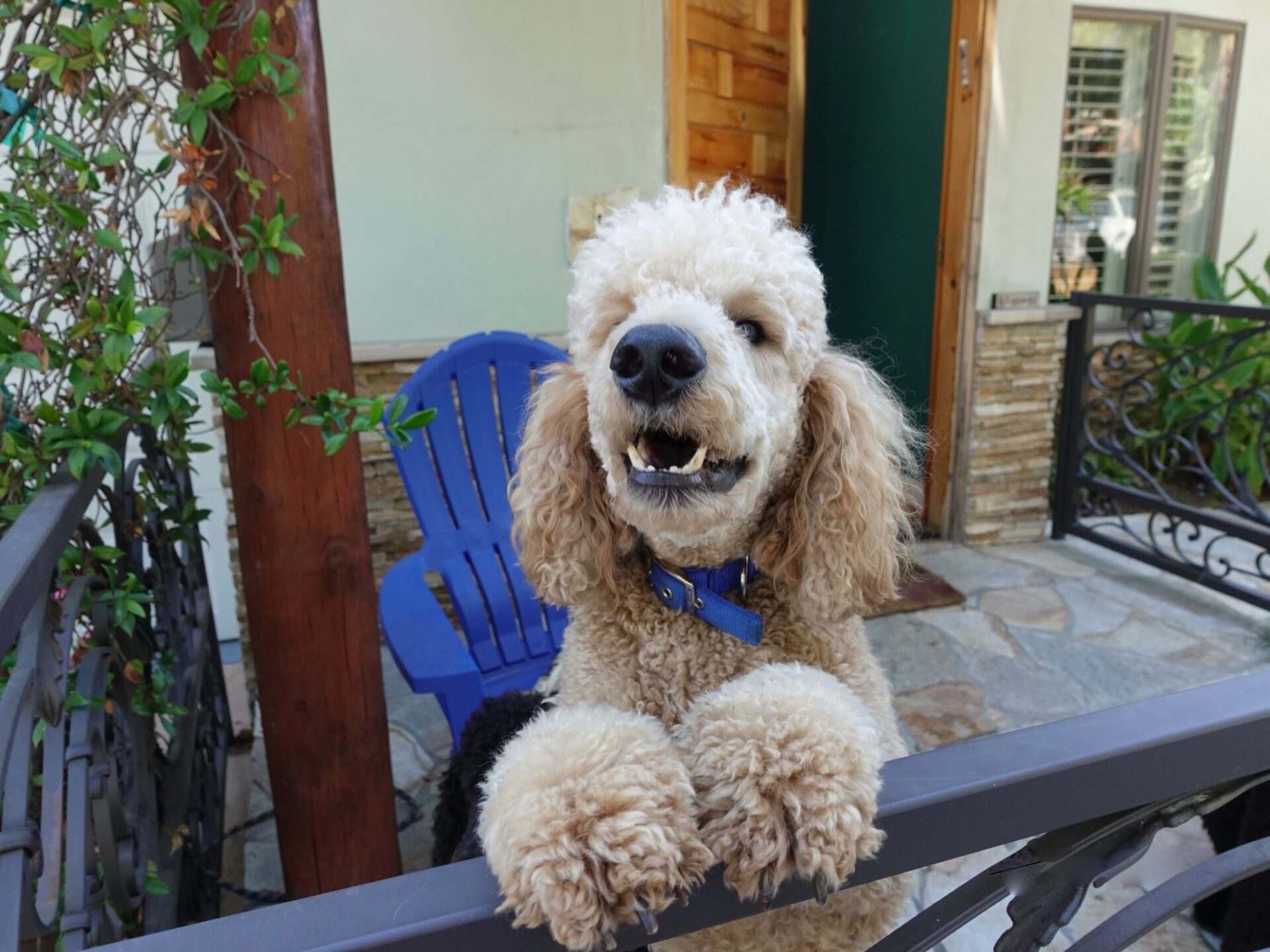 Are Standard Poodles Aggressive? The True Temperament of Poodles